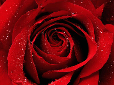 flowers macro red roses water drops wallpaper (#205586) / Wallbase.cc