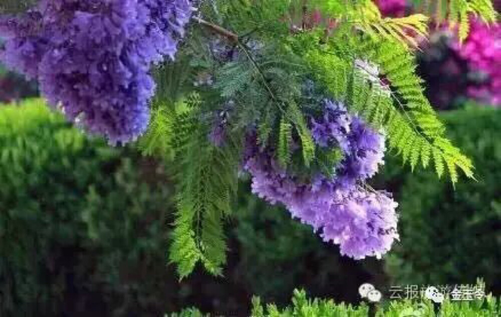 昆明 蓝花楹
花，蓝色的，
朵，紫色的，
风一吹，飘飘而下，在地上弹了一下就落在地上。
街的那头，白色烟雾袅袅，晨曦下，眼见得林徽因，身穿浅蓝色的旗袍，白色的袜子黑布鞋，和梁思成挽着手缓缓走来，昆明的太阳照在花上，映在林徽因眼睛里，蓝色的······。
这是昨晚梦回故乡，明明看见沈从文，朱自清，林徽因，梁思成静立在蓝花楹树下低低私语，是在论古？还是议花？