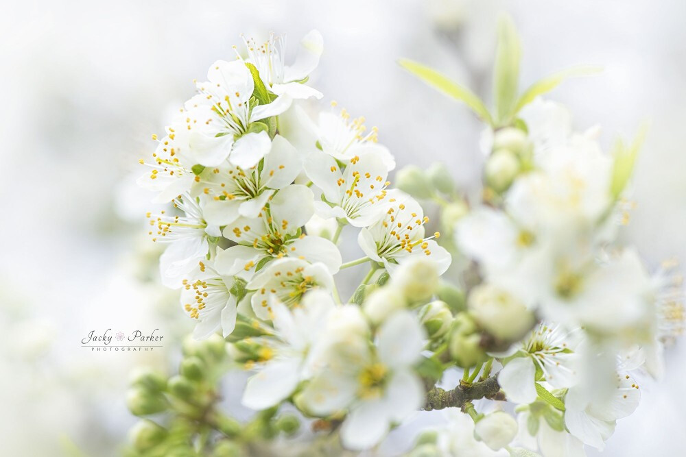 Yoshino Cherry by Jacky Parker on 500px