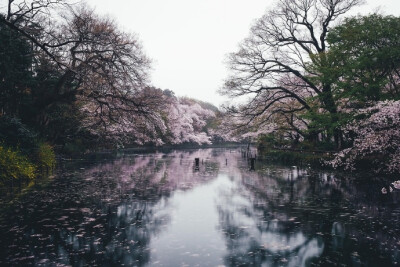 Tokyo in spring ｜Takashi Yasui ​​​​