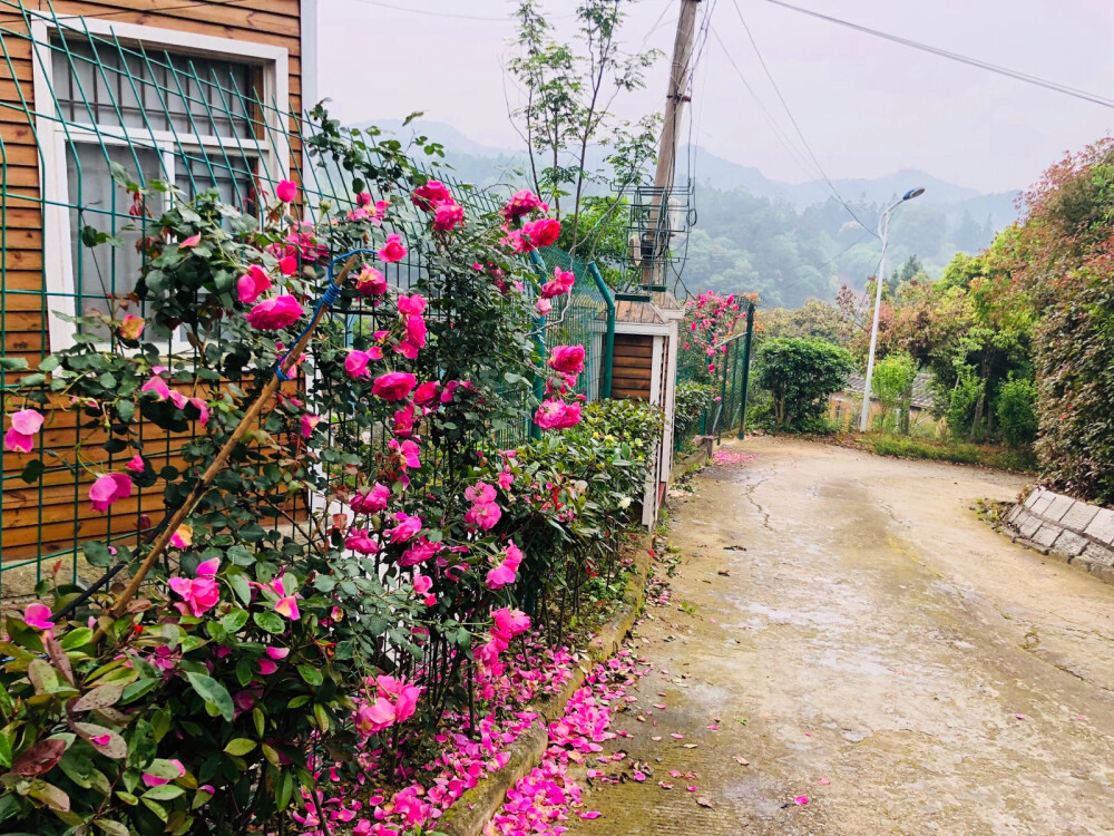 路过开满月季花的小木屋