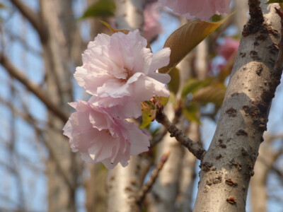 烟花易冷