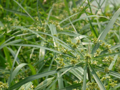 烟花易冷