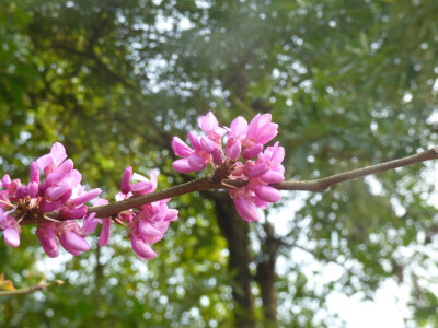 烟花易冷