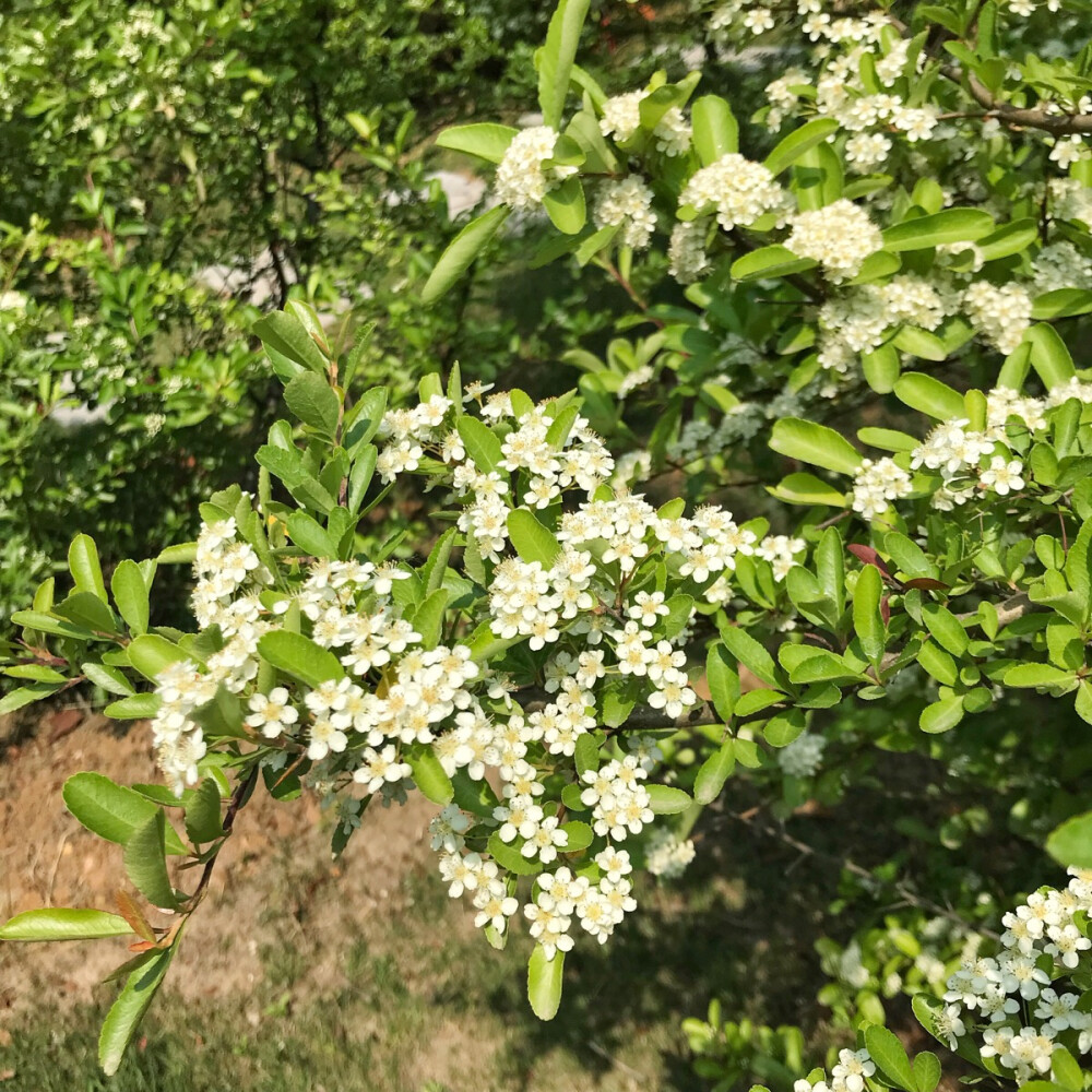 春花烂漫