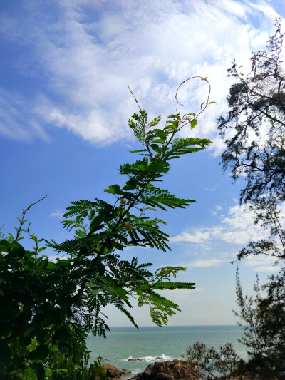 海岸绿荫