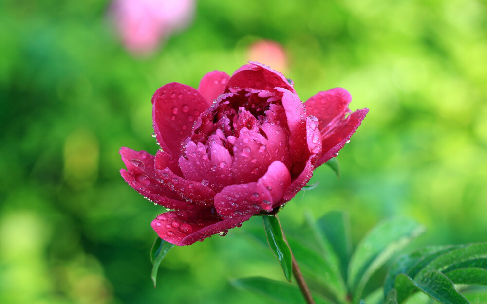 雨中芍药