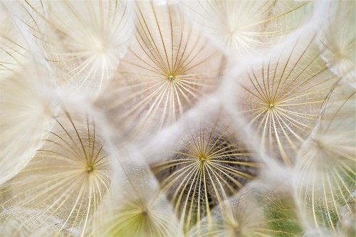 美丽的蒲公英图片
蒲公英 [dandelion] 多年生草本植物( Tarax acum mongolicum )、全株含白浆、叶丛生、花黄色、果实褐色、上带白色软毛、可顺风飘散、全草供药用、能清热、