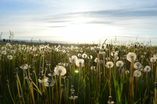 美丽的蒲公英图片
蒲公英 [dandelion] 多年生草本植物( Tarax acum mongolicum )、全株含白浆、叶丛生、花黄色、果实褐色、上带白色软毛、可顺风飘散、全草供药用、能清热、