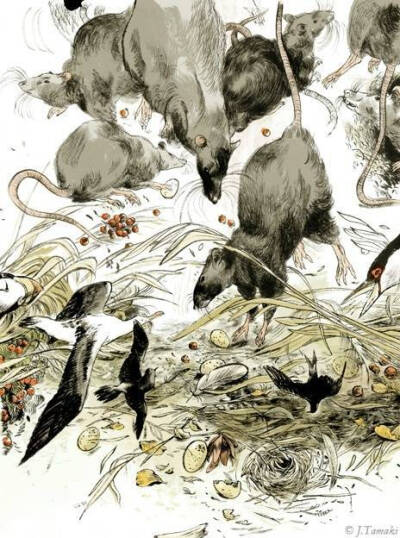 加拿大日裔插画艺术家 Jillian Tamaki 一组幻想插画设计