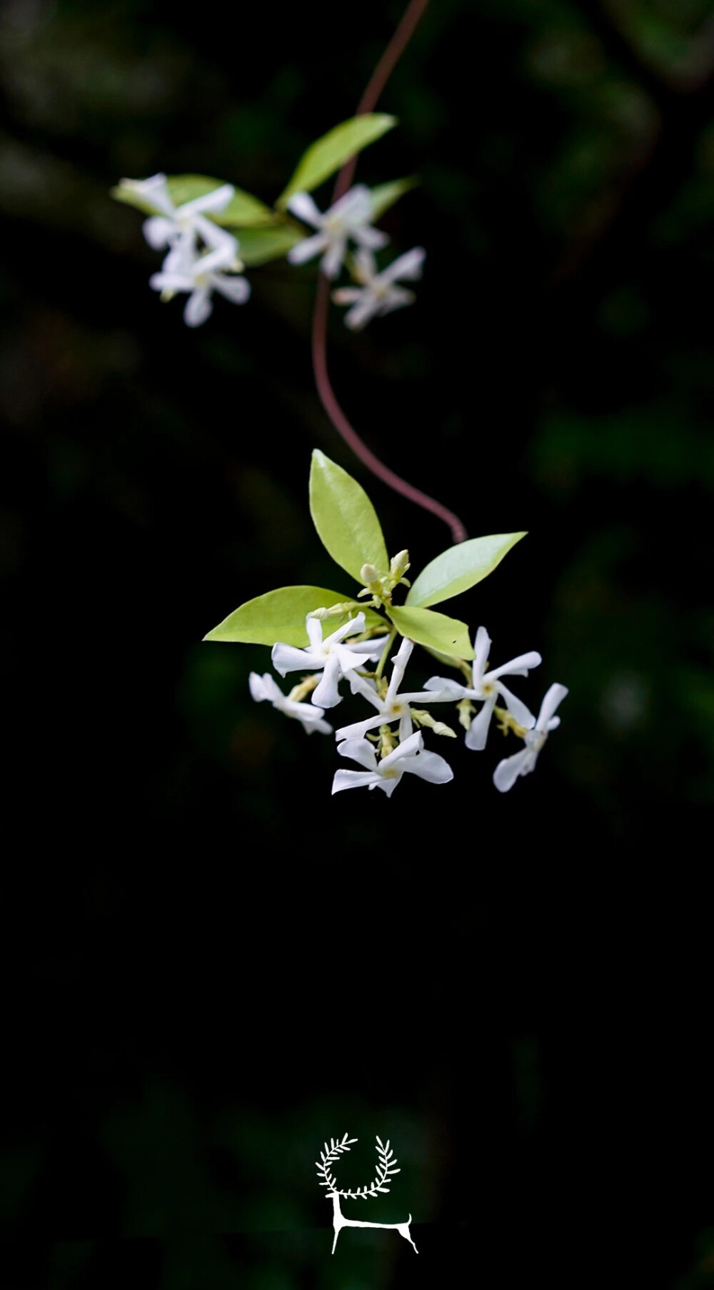 络石，风车茉莉