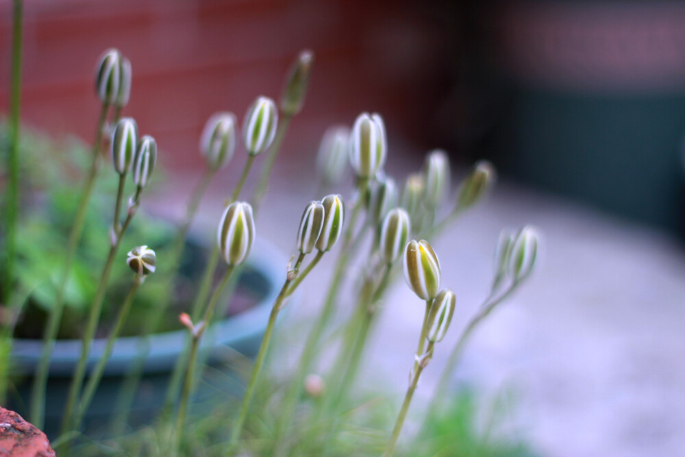 小苍草