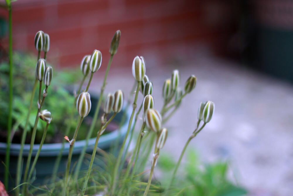 小苍草