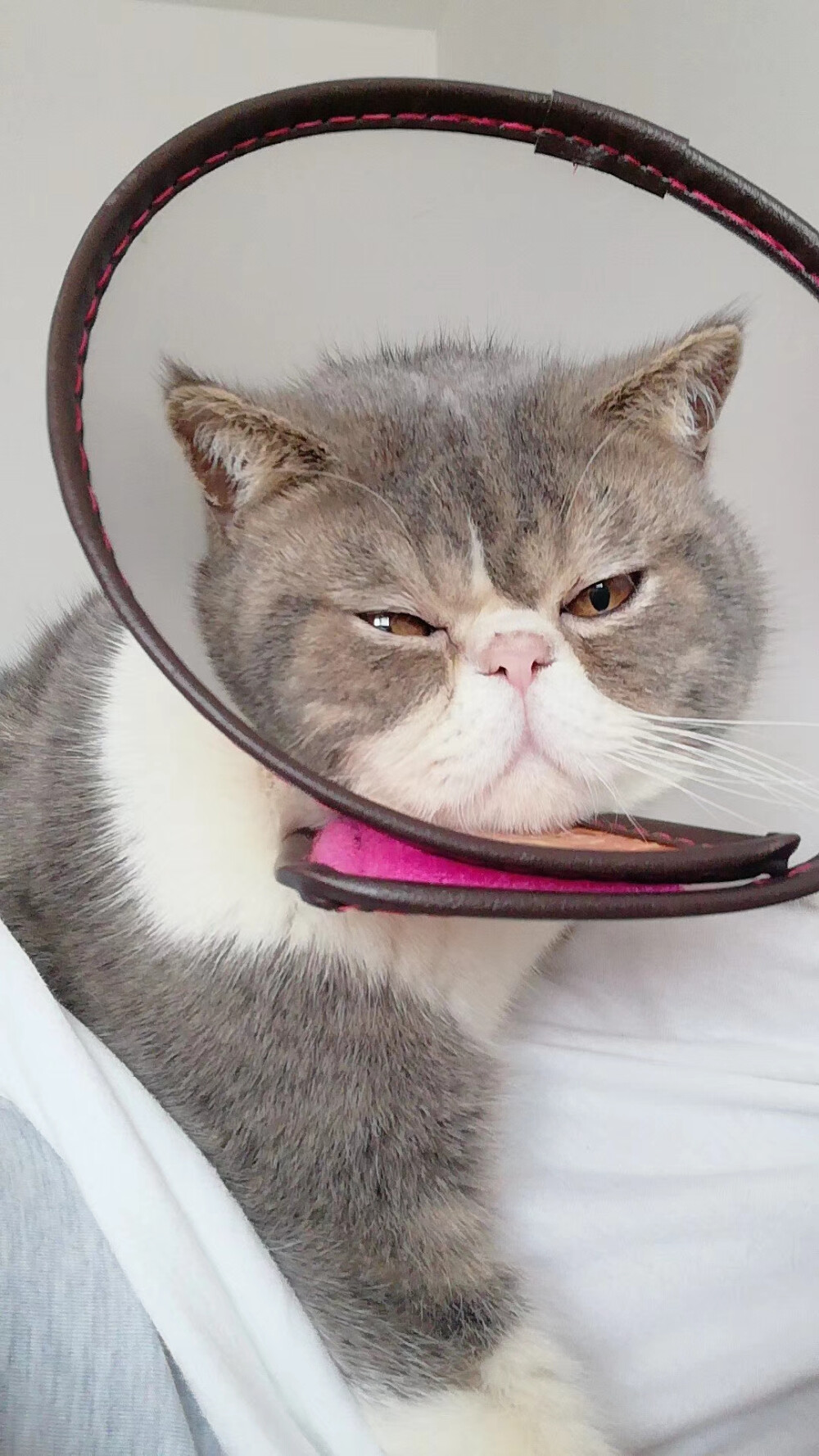 来自可乐的生无可恋