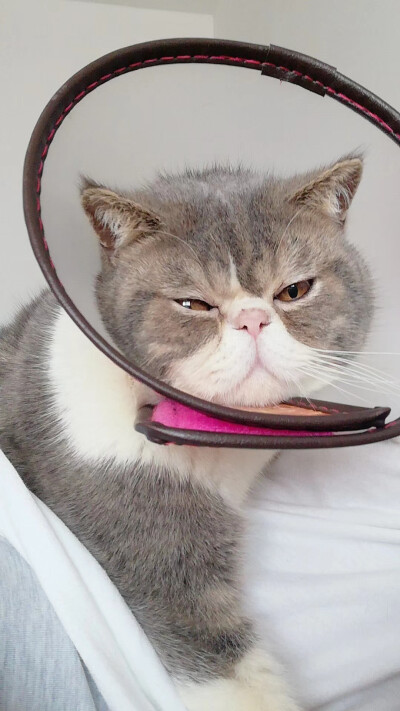 来自可乐的生无可恋