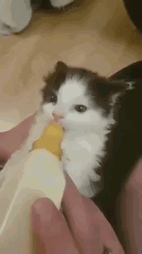 所以，小奶猫喝奶是在用耳朵使劲儿？ ​​​ ​​​​