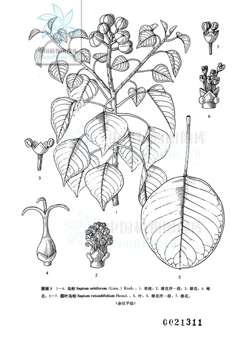 乌桕 大戟科 乌桕属
乔木，各部均无毛而具乳状汁液；树皮暗灰色，有纵裂纹；枝广展，具皮孔。叶互生，纸质，叶片菱形、菱状卵形或稀有菱状倒卵形，顶端骤然紧缩具长短不等的尖头，基部阔楔形或钝，全缘；中脉两面微凸起，侧脉6-10对，纤细，斜上升，网状脉明显；叶柄纤细，顶端具2腺体；托叶顶端钝，长约1毫米。花单性，雌雄同株，聚集成顶生的总状花序，雌花通常生于花序轴最下部或罕有在雌花下部亦有少数雄花着生，雄花生于花序轴上部或有时整个花序全为雄花。雄花：花梗纤细，长1-3毫米，向上渐粗；苞片阔卵形，长和宽近相等约2毫米，顶端略尖，基部两侧各具一近肾形的腺体，每一苞片内具10-15朵花；小苞片3，不等大，边缘撕裂状；花萼杯状，3浅裂，裂片钝，具不规则的细齿；雄蕊2枚，罕有3枚，伸出于花萼之外，花丝分离，与球状花药近等长。雌花；花梗粗壮，长3-3.5毫米；苞片深3裂，裂片渐尖，基部两侧的腺体与雄花的相同，每一苞片内仅1朵雌花，间有1雌花和数雄花同聚生于苞腋内；花萼3深裂，裂片卵形至卵头披针形，顶端短尖至渐尖；子房卵球形，蒴果梨状球形，成熟时黑色