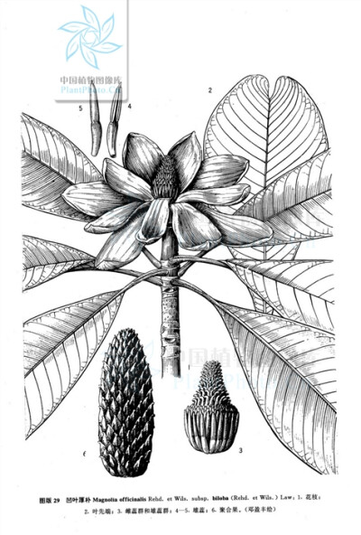 凹叶厚朴（木兰科，木兰属）
形态特征：本亚种与原亚种 Magnolia Subsp. officinalis Rehd. et Wils. 二不同之处在于叶先端凹缺，成2钝圆的浅裂片，但幼苗之叶先端钝圆，并不凹缺；聚合果基部较窄。花期4-5月，果期…