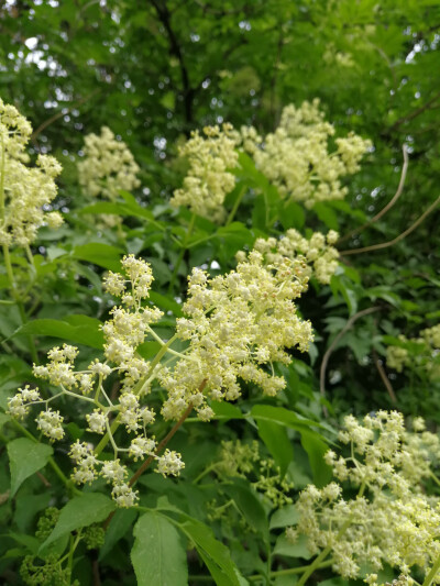 貌似是接骨木的小黄花