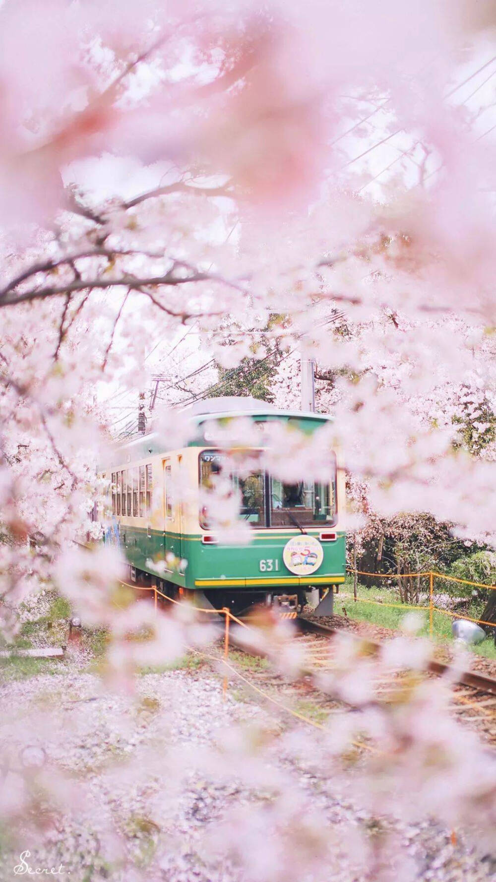 樱花背景