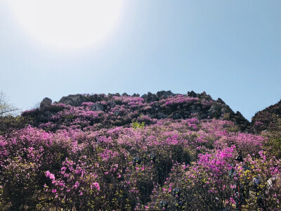 大连篇——大黑山杜鹃花海