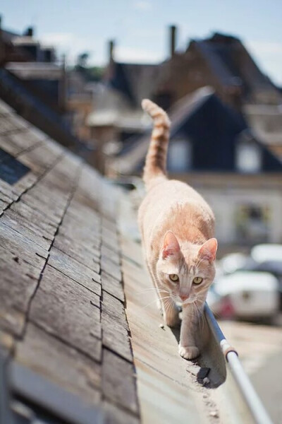 猫&吸猫日常&萌