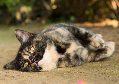 猫&吸猫日常&萌