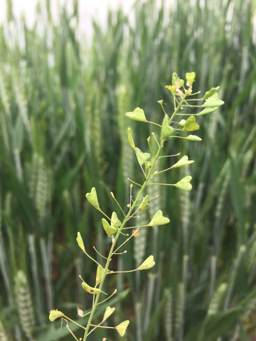爱心草 - 堆糖,美图壁纸兴趣社区
