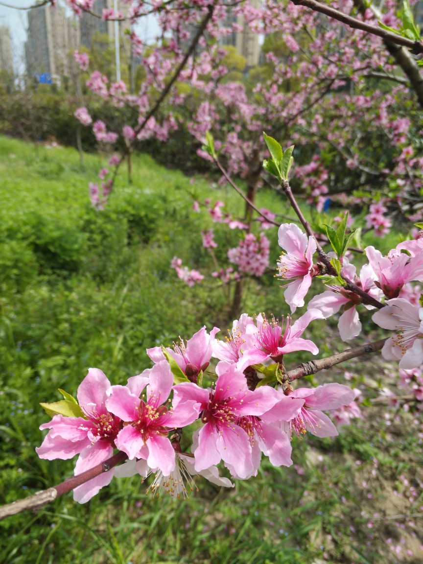 桃·花