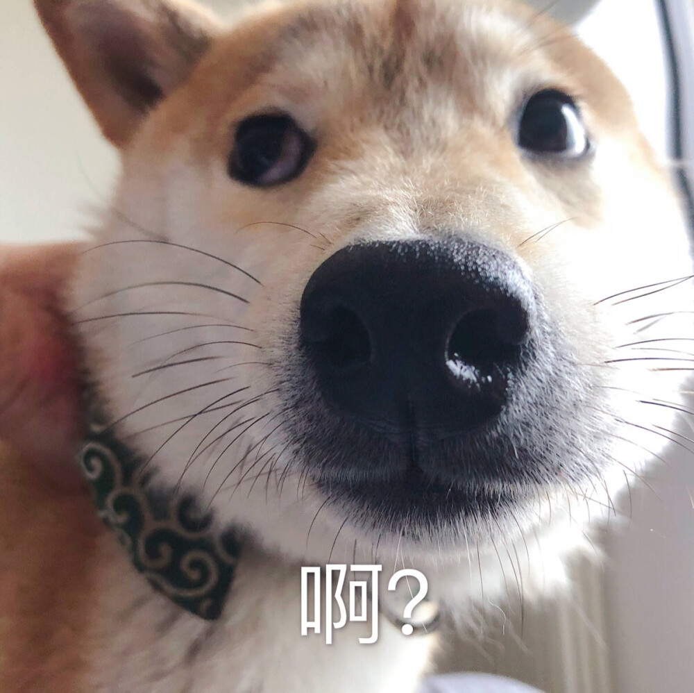 柴犬 芋圆 表情包