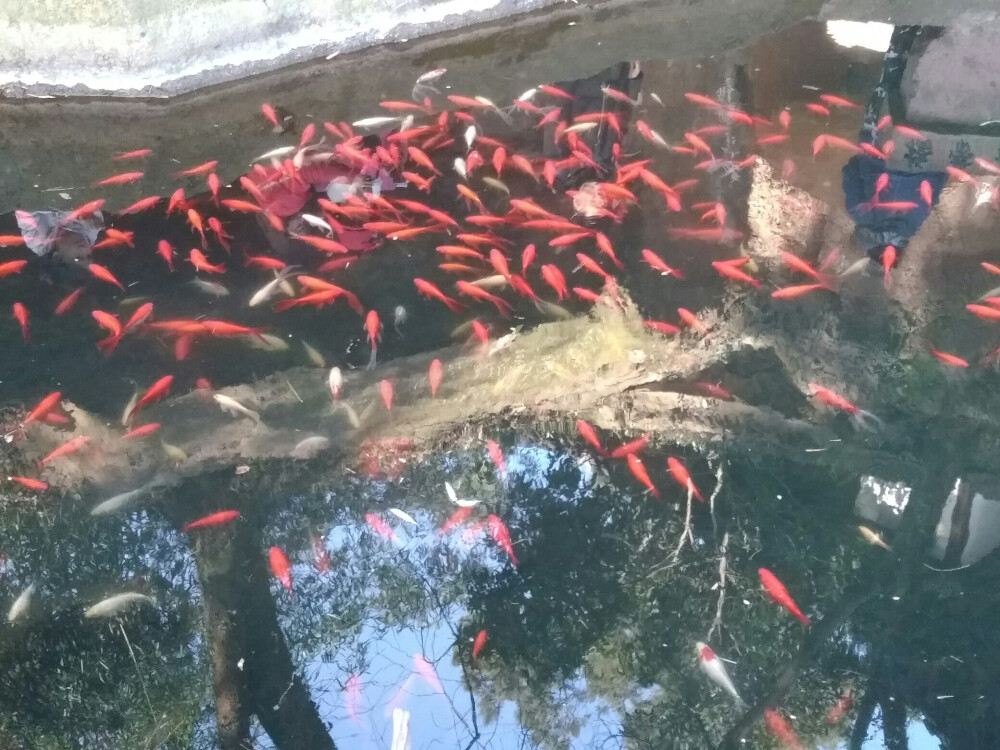 2018-2-13 城市:杭州 關(guān)鍵詞:杭州地鐵二號(hào)線、西湖、西泠印社 天氣:晴
今天，媽媽和妹妹中午到達(dá)杭州家里，回杭州這幾天我一直沒有時(shí)間離開小區(qū)到西湖轉(zhuǎn)轉(zhuǎn)，也沒有時(shí)間體驗(yàn)第一次乘坐杭州地鐵二號(hào)線的感覺，這些我沒時(shí)間做的事下午終于實(shí)現(xiàn)了。媽媽和我一起離開小區(qū)去外面游玩，我坐到杭州地鐵二號(hào)線的感覺，真的和坐北京地鐵二號(hào)線的感覺不一樣，畢竟是第一次乘坐，不能不提有多么開心。還有一件事，今天我第一次去探訪西泠印社，畢竟這幾天看到了西泠印社最新消息對(duì)西泠印社產(chǎn)生了興趣，媽媽她在斷橋小學(xué)讀書的那段時(shí)候經(jīng)常去探訪西泠印社。這一天下午，我不僅是第一次坐到杭州地鐵二號(hào)線，又坐到了西湖觀光電瓶車，還經(jīng)過武林商街龍游路喝了奶茶吃了羊肉串，我感覺真是特別爽，特別滿足。這張照片是我在坐杭州地鐵二號(hào)線從小區(qū)旁邊的墩祥街站到學(xué)院路站地鐵上拍的一張照片，算是與杭州地鐵二號(hào)線結(jié)緣了吧。