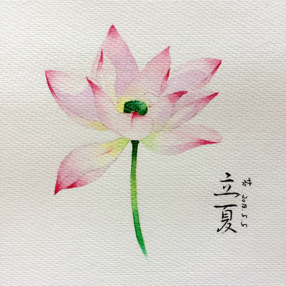 立夏荷花 水彩画