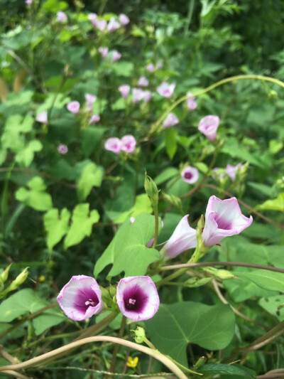 去地里路上的野花