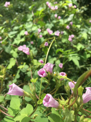 小野花花花