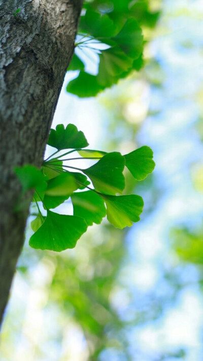 銀杏Ginkgo biloba L.銀杏 生長(zhǎng)較慢，壽命極長(zhǎng)，自然條件下 銀杏從栽種到結(jié)果要二十多年，四十年后才能大量結(jié)果，因此別名“公孫樹(shù)”，有“公種而孫得食”的含義，是樹(shù)中的老壽星，古稱“白果”。銀杏樹(shù)具有欣賞，經(jīng)…