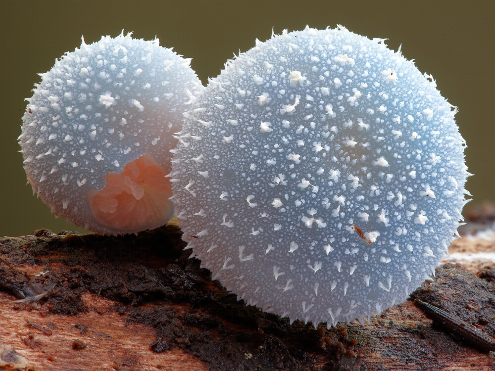 一种蓝色的球盖菇（leratiomyces sp.）