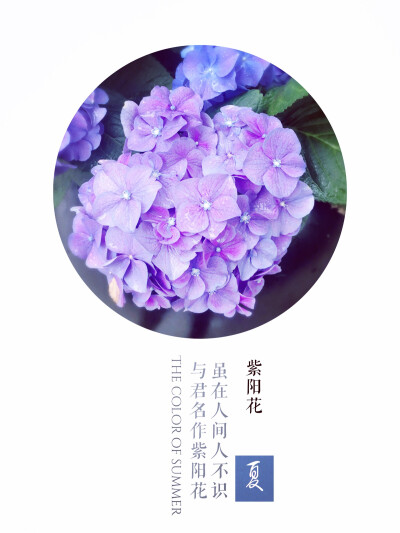 虽在人间人不识，与君名作紫阳花——白居易《紫阳花》
戊戌年立夏摄于上海静安。