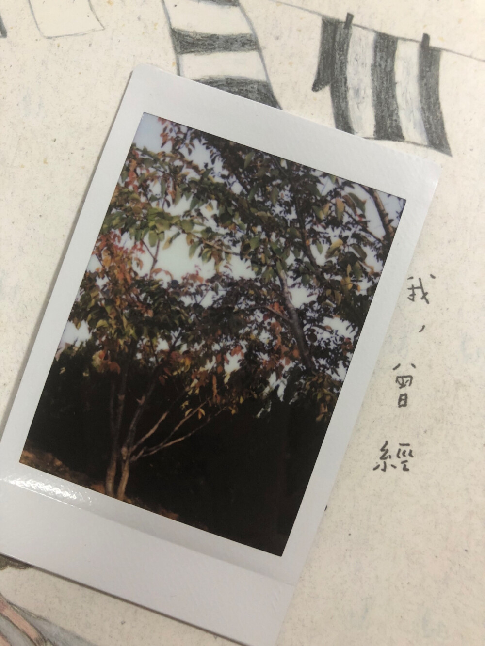 2017.11.05 大连
这棵树啊
instax mini 8