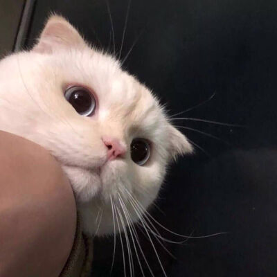 _(:3」∠)_
小猫咪以及小猫咪表情包呀