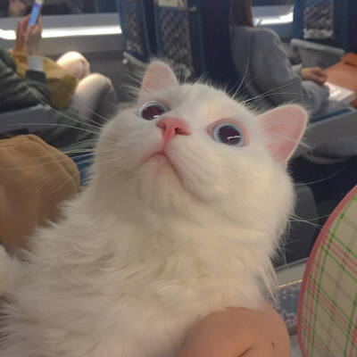 _(:3」∠)_
小猫咪以及小猫咪表情包呀