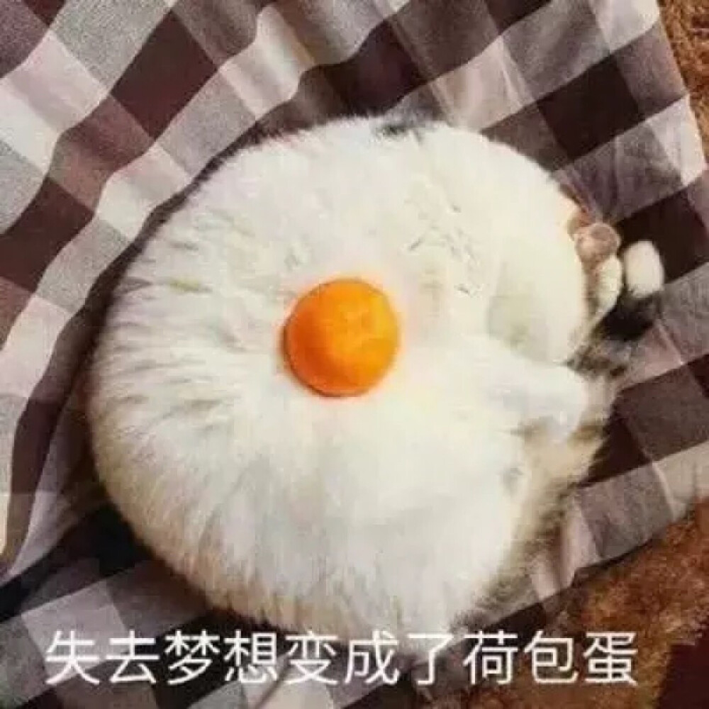 猫情头