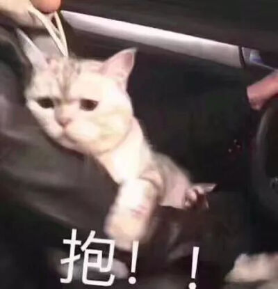 猫抱~