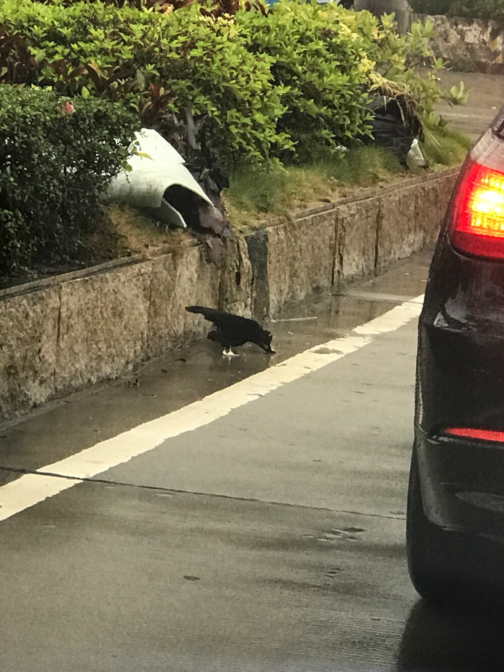 错觉：鸟！（其实是烂木块）