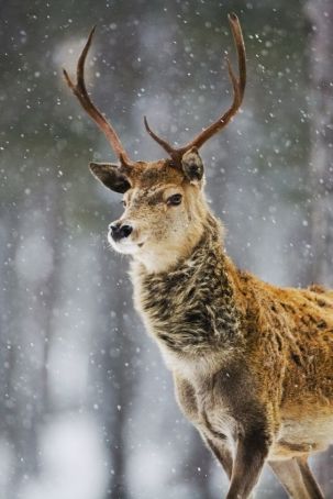 雪原鹿