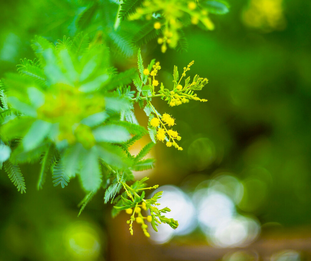 唯美背景图 风景 人物 花卉 宠物 动漫