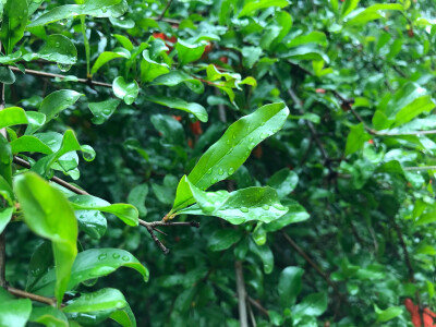 雨后的新叶