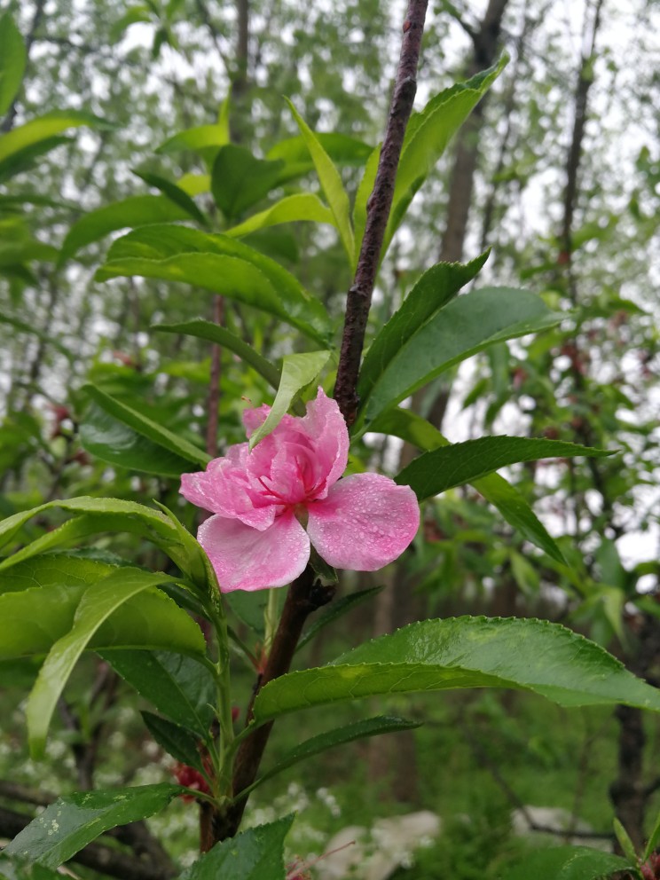 雨露均沾