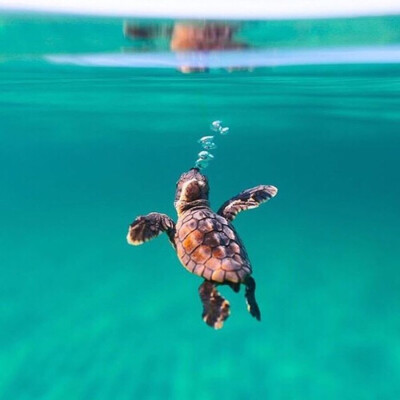 海龟 大海