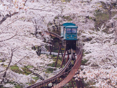 日本樱花