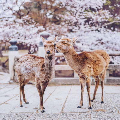 日本樱花